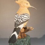African Hoopoe 2