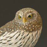 Northern Pygmy Owl 3